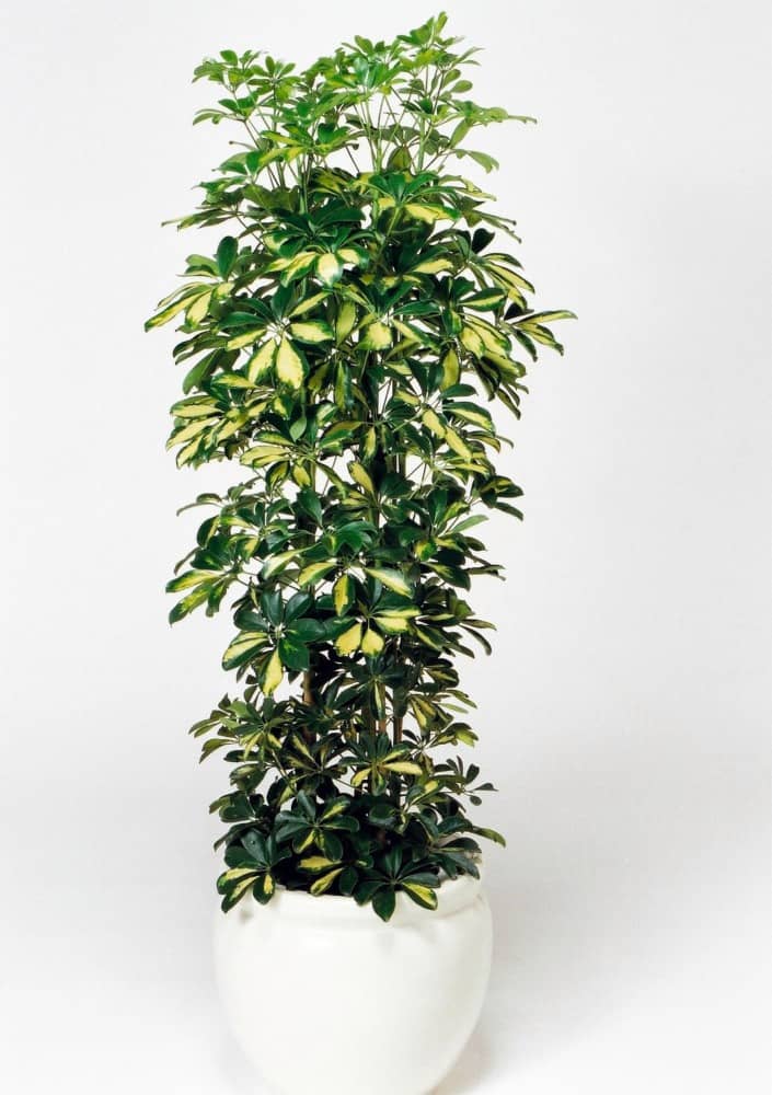 フィリホンコンカポック