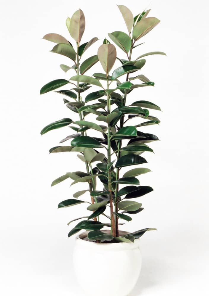 フィカスロブスター