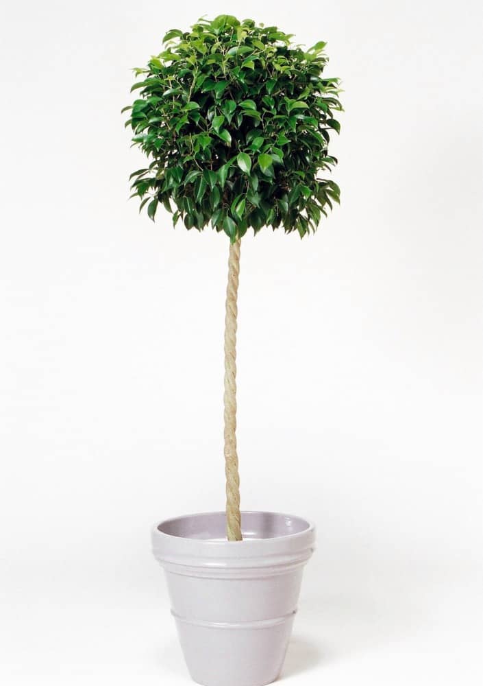 フィカスベンジャミンS