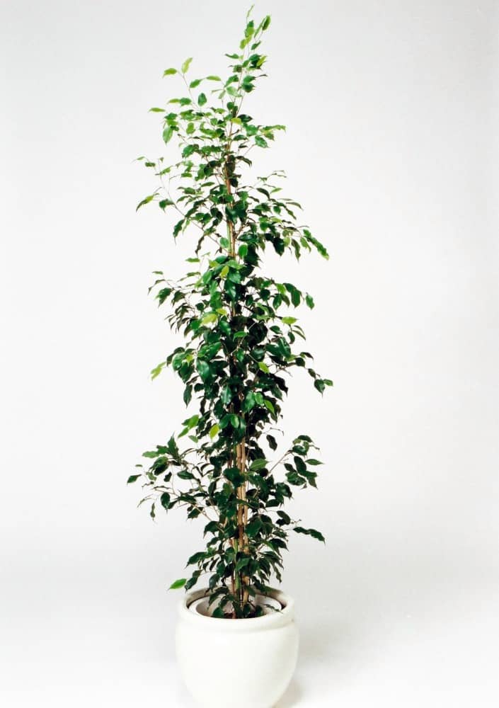 フィカスベンジャミン