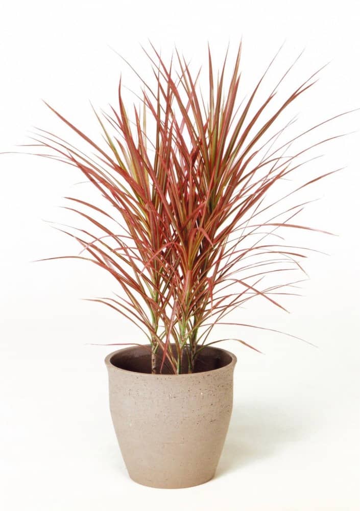 ドラセナコンシナレインボー