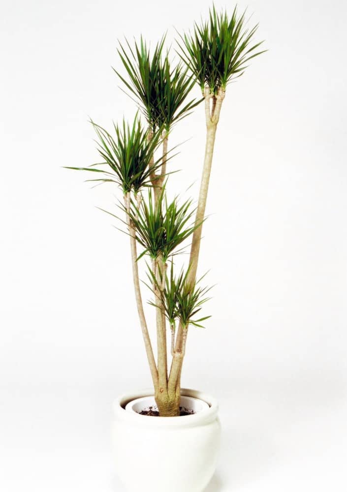 ドラセナコンシナ