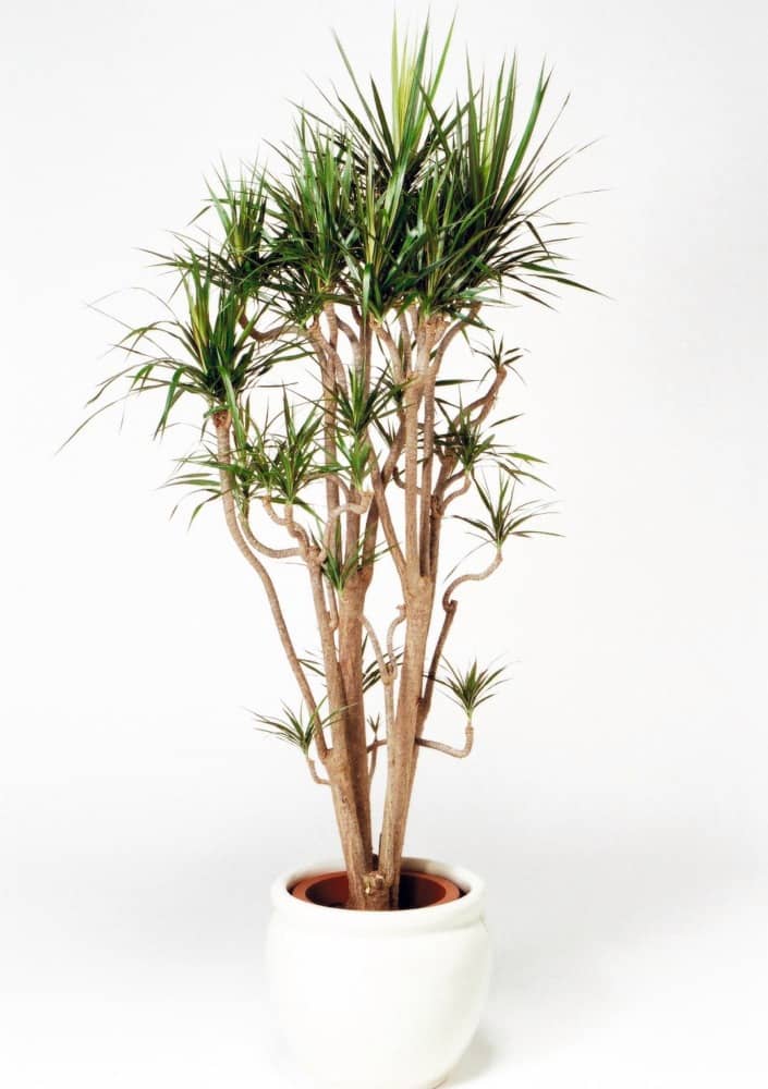 ドラセナコンシナ