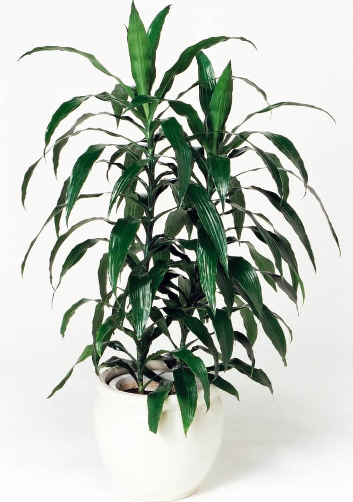 ドラセナアオワーネッキ(中)