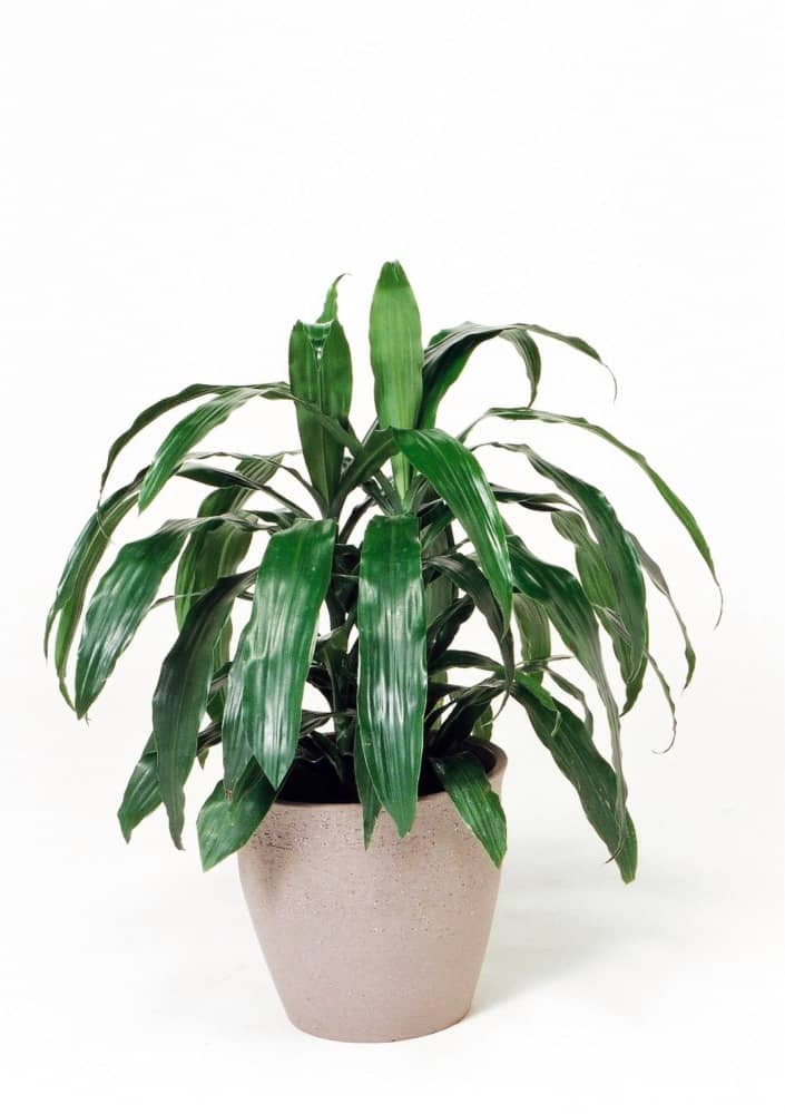 ドラセナアオワーネッキ(小)