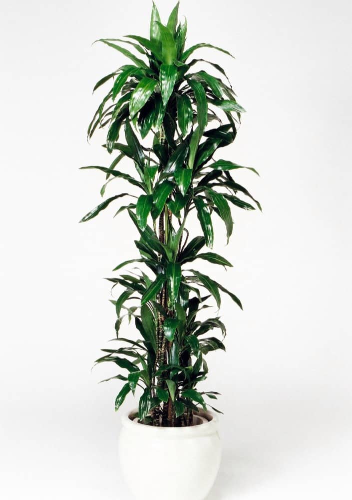 ドラセナアオワーネッキ(大)