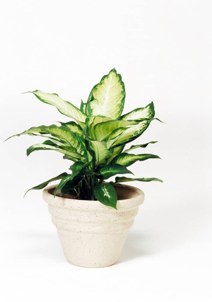 ディファンバキア