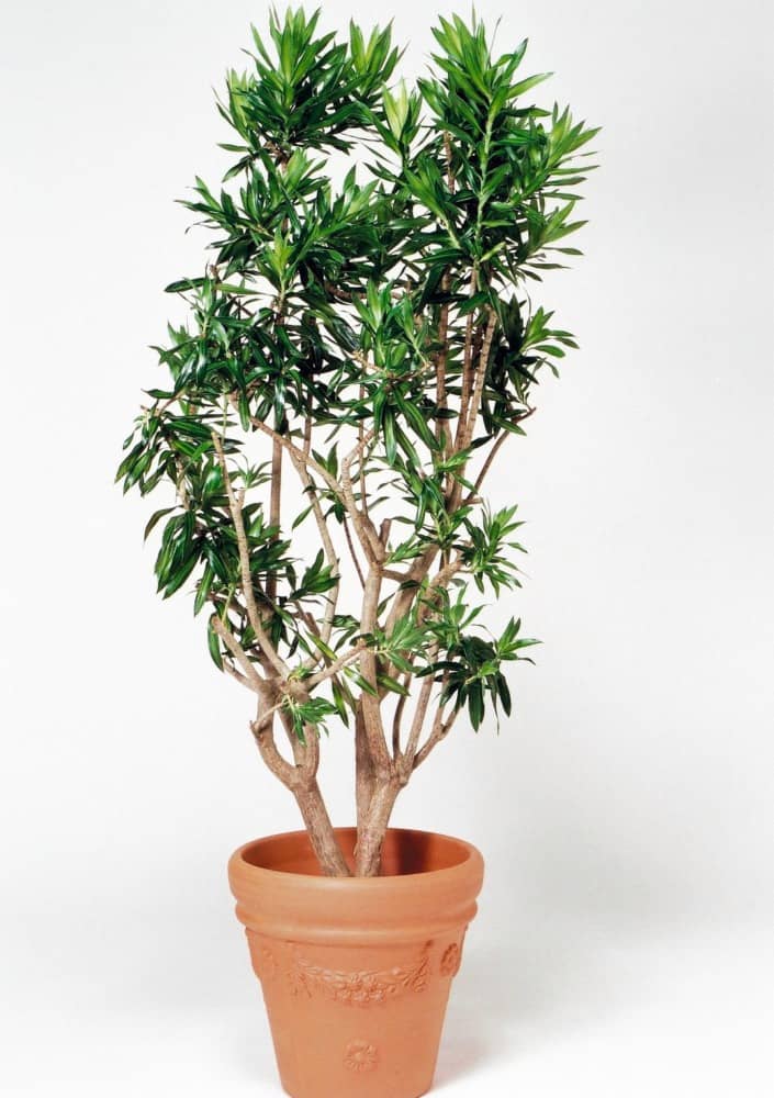 ソングオブジャマイカ