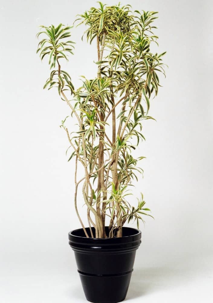 ソングオブインディア