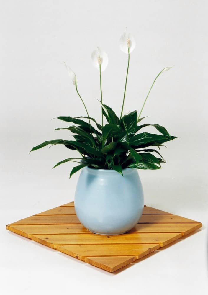 スパティフィラム