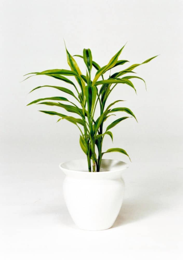 サンデリアーナ