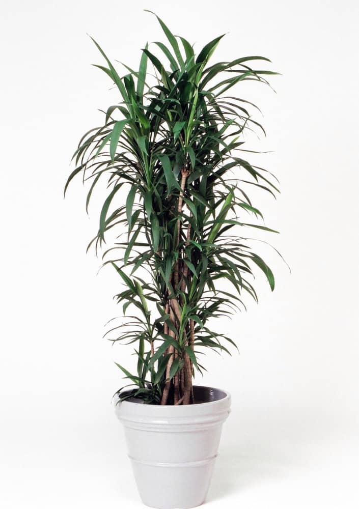 コルディリネストリクタ