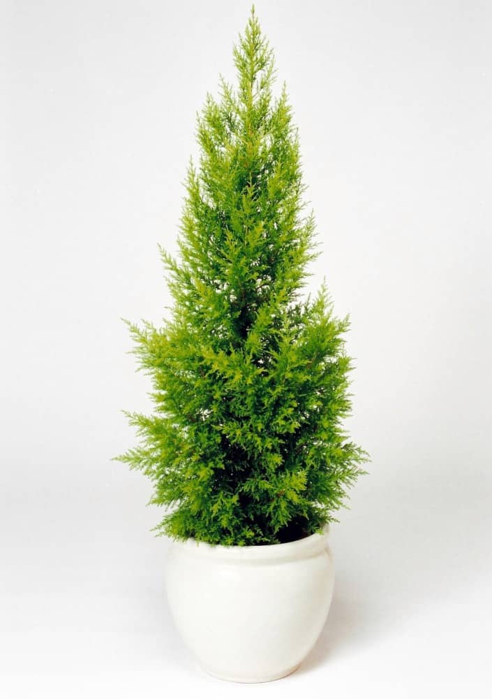 ゴールドクレスト