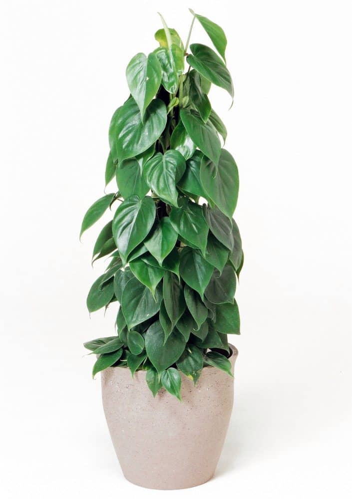 オキシカルジウム