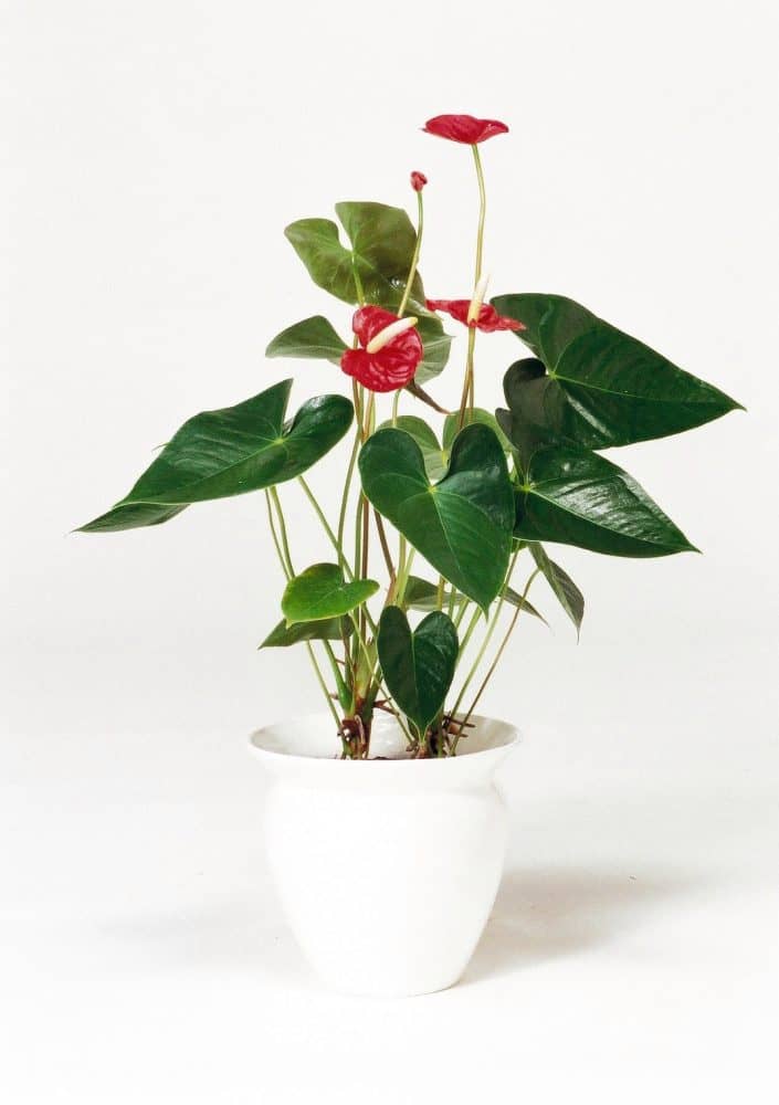 アンスリューム