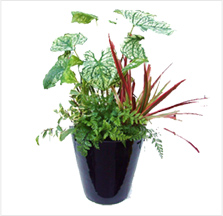 寄せ植え（中）