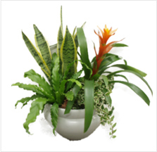 寄せ植え（小）